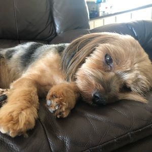 Meet your Posher, Isa_bunny